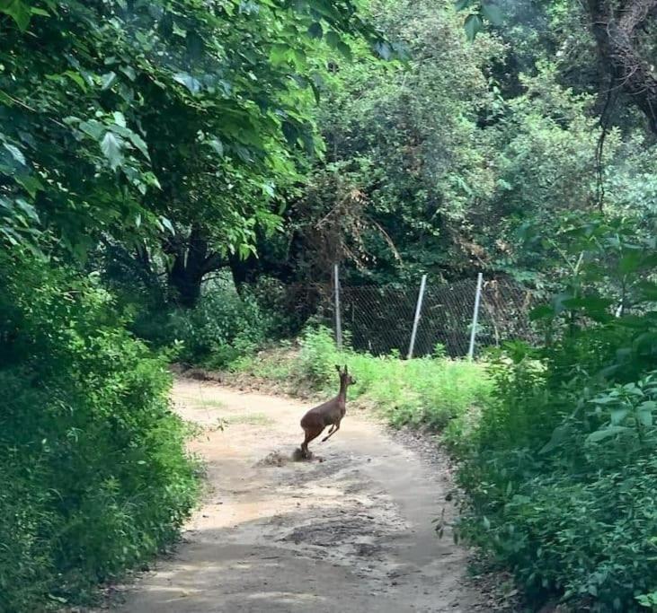 Masia Can Castellar Sant Iscle De Vallalta Εξωτερικό φωτογραφία